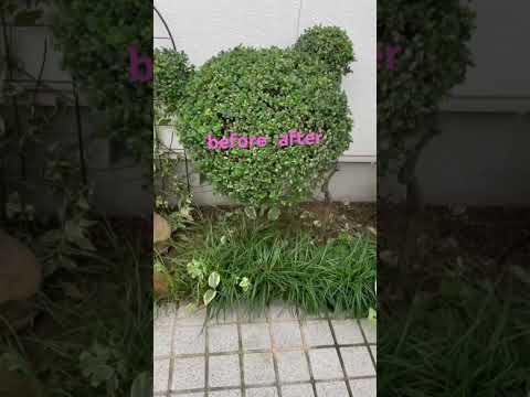 庭木:これが日本のトピアリー芸術の仕組みです 庭の練習