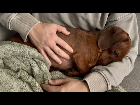 Is this mini dachshund trying not to breath?