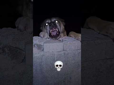 scary dog transformation ☠️