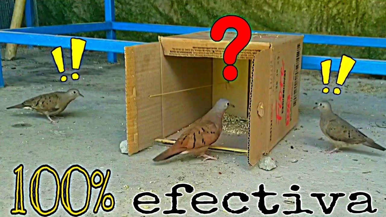 Cazando palomas con caja de cartón// birdtrap.
