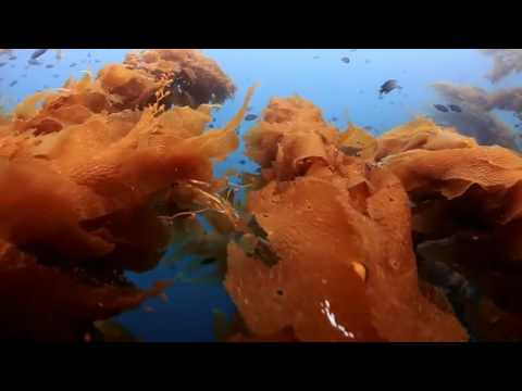 KR3TURE + The Human Experience - A Little Deeper