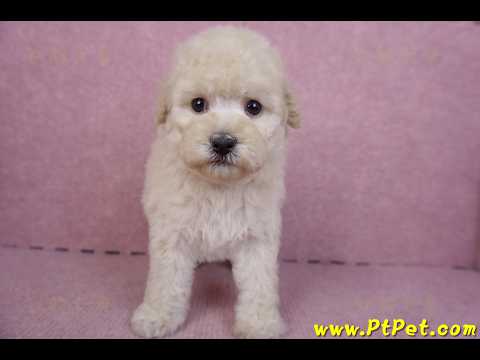 12/06奶油貴賓母幼犬1號(高雄)