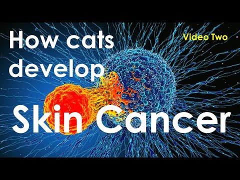 How cats develop skin cancer Video # Two