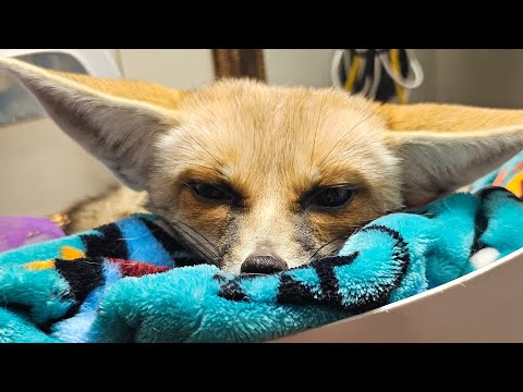 Fawzi fox gets the zoomies!