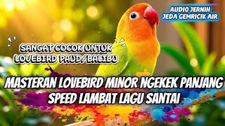 Download lagu 🔥 SUPER DAHSYAT! Masteran Lovebird Ngekek Minor Durasi Panjang Speed Lambat, Paud Balibu Auto Niru mp3