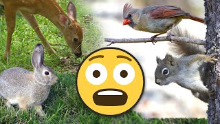 How to Keep Out: Deer, Rabbits, Squirrels & Birds from Garden with Fencing, Netting & Repellents!