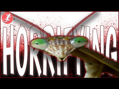 3rd YouTube video about are praying mantises endangered