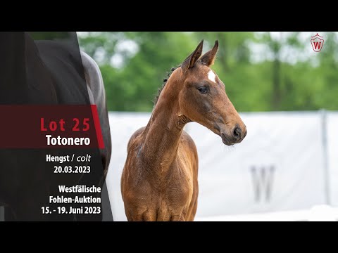 Fohlen-Auktion Lot 25 Totonero Hengst v. Glock´s Toto JR - Sir Donnerhall