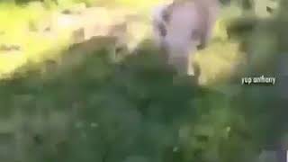 Poor butterfly