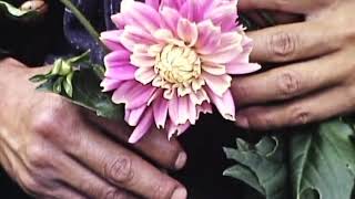 Chicano Batman - La Jura