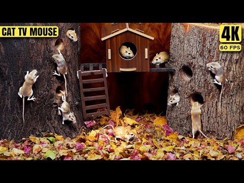 Cat TV Mouse - Ultimate Mouse Hide & Seek: Olympics Finals - You Won't Believe This! - 4K 60FPS Fun