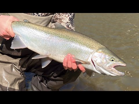 A Glimpse of Spring Steelhead!