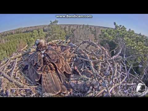 2017-05-04 08:38 Latvian Osprey - Female lays the third egg