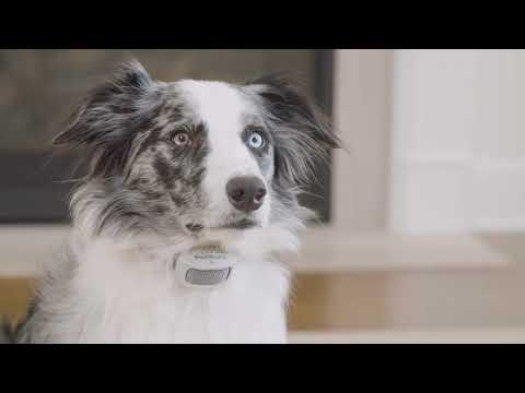 Limitador de zona clásico In-Ground Fence™ compatible con la barrera para mascotas Pawz Away™