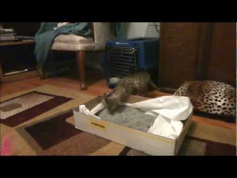 Savannah Kitten proud to use Litter Box