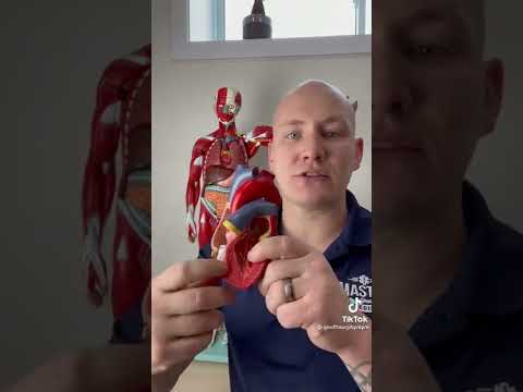 The Pathophysiology of Bundle Branch Blocks