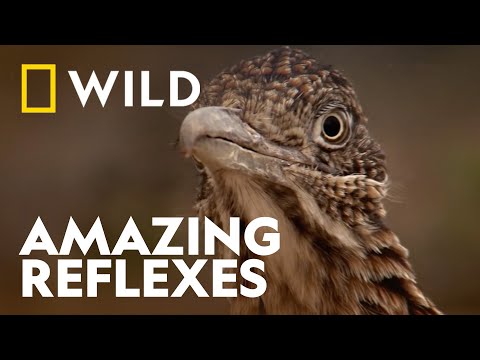 Roadrunner vs Rattlesnake | Wild, Smart and Deadly |  National Geographic WILD UK