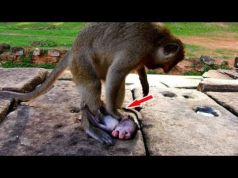 Big monkey hits baby monkey nearly to die Video