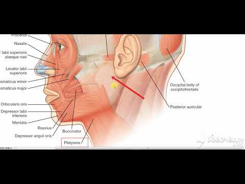 Parotid gland relations 4