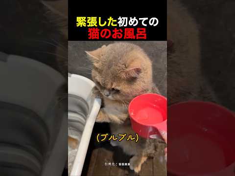 緊張した初めての猫のお風呂