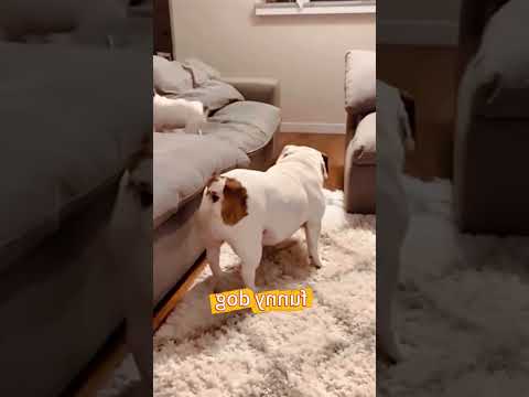 #dogs #pets #funny #fumnyvideos #foryou #Toxi