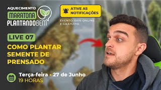 Como plantar semente de prensado