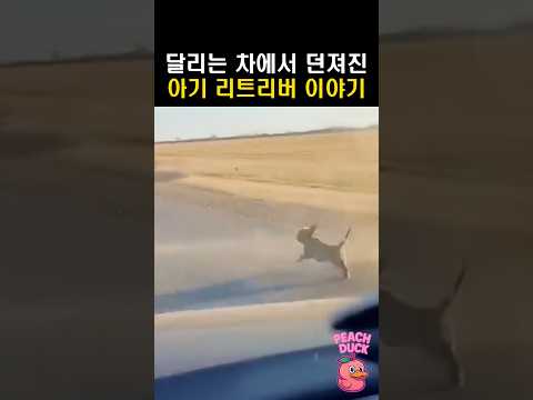 달리는 차에서 던져진 아기 리트리버 이야기