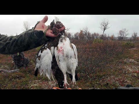 Näätämön riekko partio