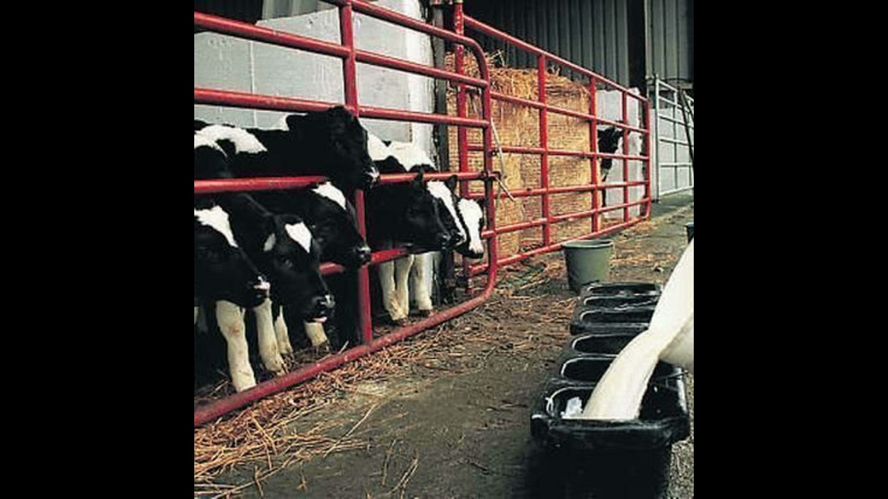 Once-a-day calf feeding