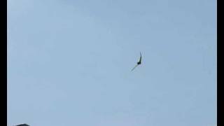 preview picture of video 'New Pterodactyl sighting Austria'