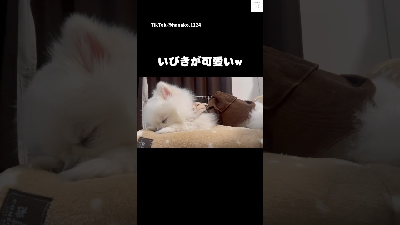 ずっと聞いてたい😂可愛すぎるいびきタイム　#ポメラニアン　#犬　#かわいい #かわいい犬 #いびき