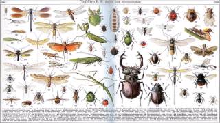 Ultrasonic insect repellent