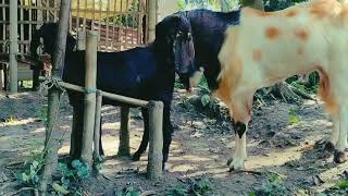 ছাগল পালনের সঠিক নিয়ম | How to Raise Goats in Bangladesh