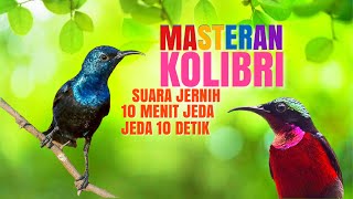 Download lagu MASTERAN KOLIBRI PANCINGAN KONIN SUARA JERNIH DENGAN JEDA BIKIN GACOR mp3 Download lagu MASTERAN KOLIBRI PANCINGAN KONIN SUARA JERNIH DENGAN JEDA BIKIN GACOR mp3