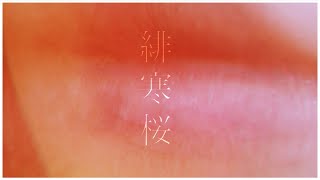 Musik-Video-Miniaturansicht zu 緋寒桜 (Scarlet Cherry Blossom) (Hikansakura) Songtext von Ren (れん)