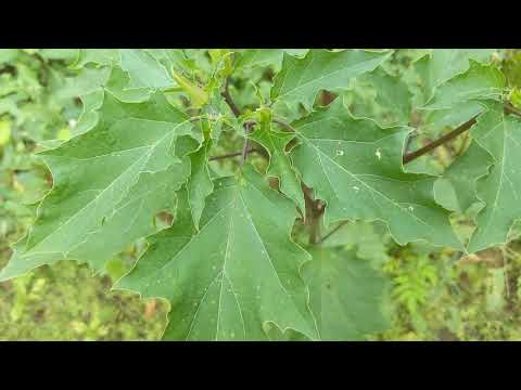 The Jimson weed plant!