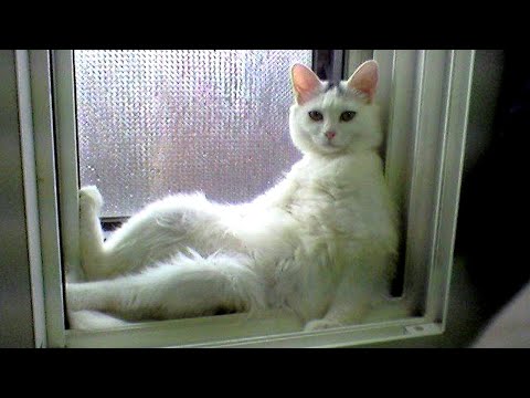 WHO IS LAZIER, YOU or THESE PETS? 😂 FUNNY CATS & DOGS 😂