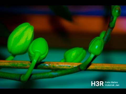 Home work ft Music (Revolta ft Olga Lounová - Znáš ten pocit)