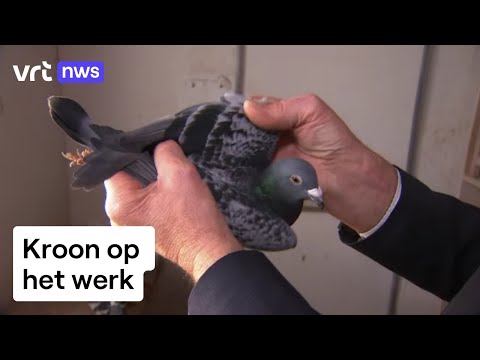 Duivenmelker verkoopt zijn 200 duiven voor 400.000 euro