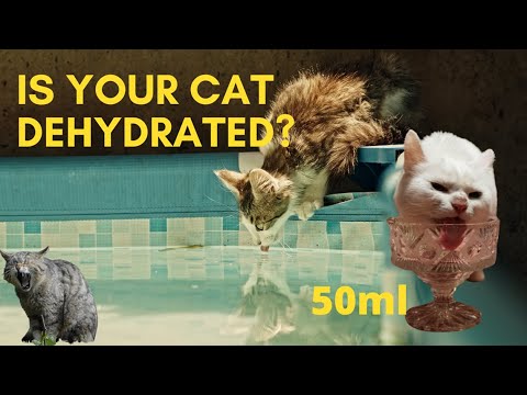 Are you feeding your cat enough water?
