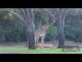 Disney Animal Kingdon Safari