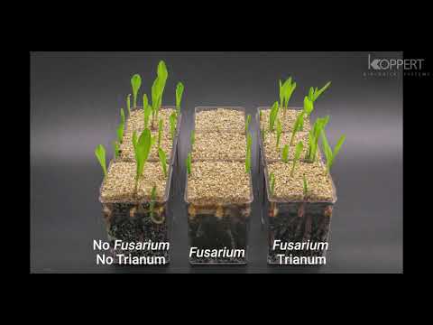 Trichoderma harzianum T22 combats Fusarium in maize plants – Koppert