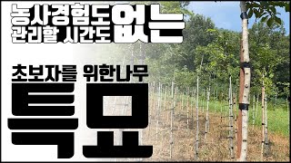 나무 농사 초보자가 나무로 돈 벌수 있는 방법. '특묘' [조경수 재테크, 조경 귀농, 부업] feat. 팽…