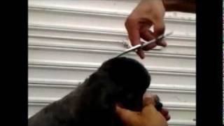 HillDogTopete Poodle 7min....wmv