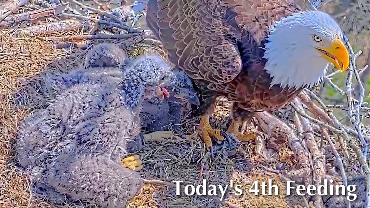 #174🦅BC28🐥28° & BC29🐥26°／Bluff City Bald Eagle Nest 2026／Frances💗Franklin ／ETSU/BTES Eagle Cameras