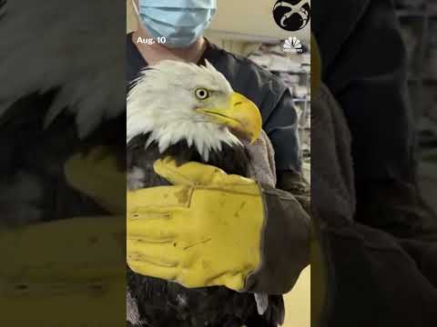 Beloved bald eagle Jackie dies after weeks of intensive care