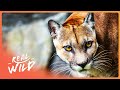Private Tour Of San Diego Zoo Wildlife You WON T Want To Miss