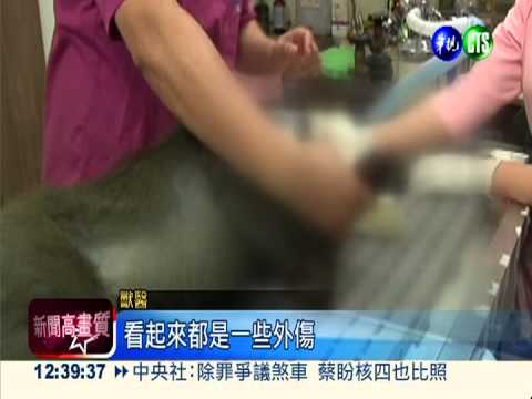 疑誤觸高壓電 獼猴重摔渾身血