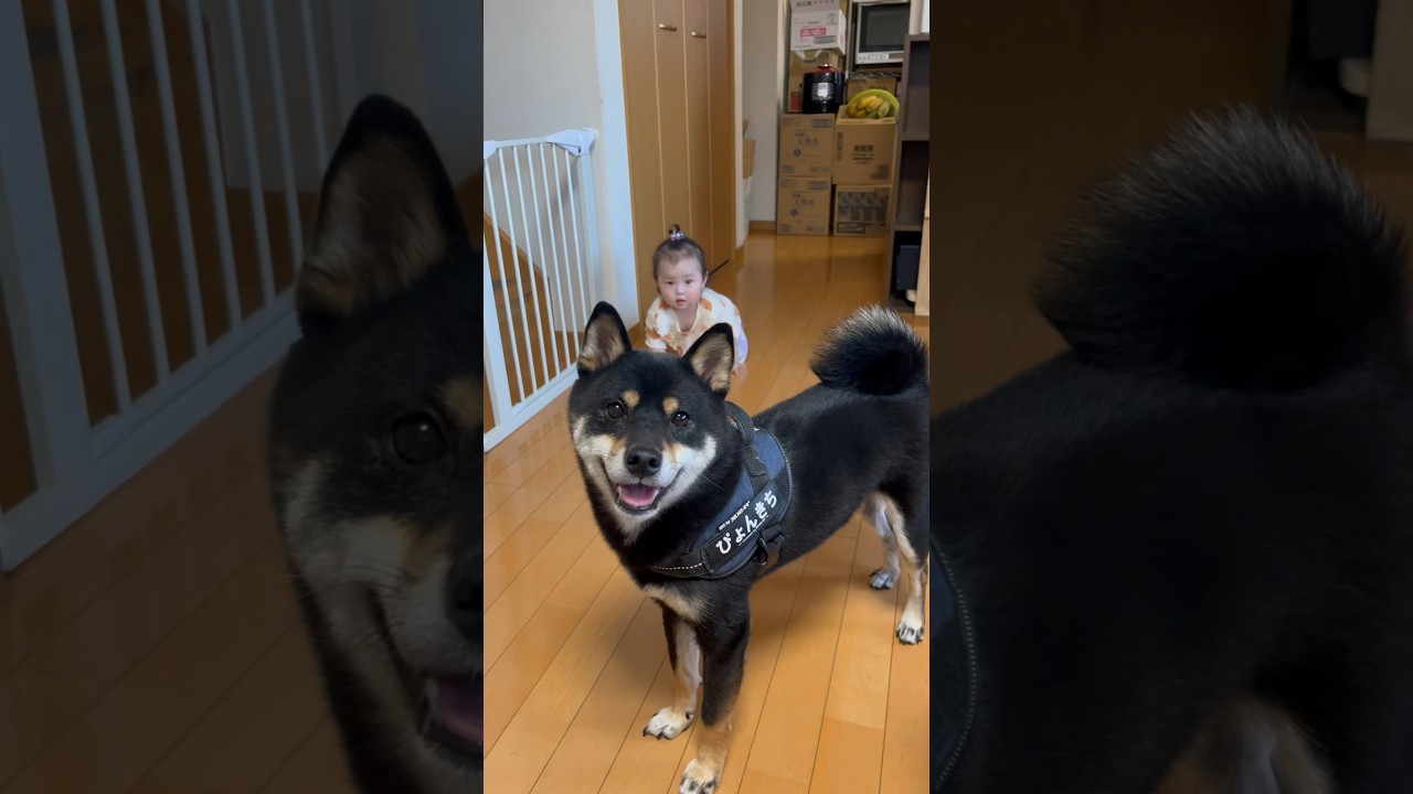 10ヶ月赤ちゃんのハイハイを見守る柴犬