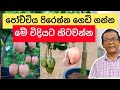 බඳුනක අඹ ගහක් Mango Plant In Pot Amba Wagawa Ceylon Agri Episode 157